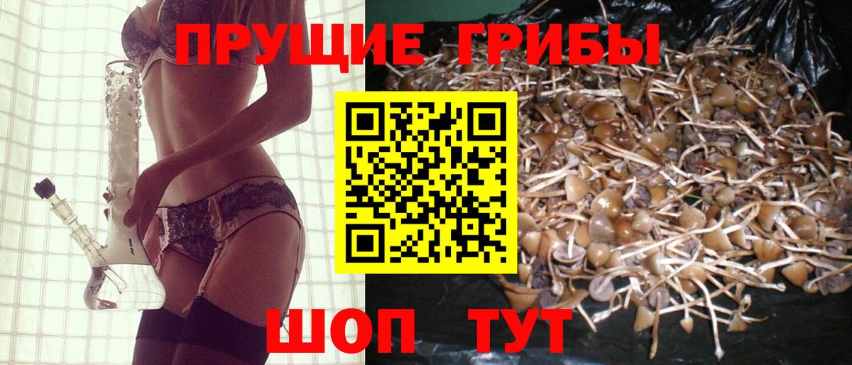 Псилоцибиновые грибы Psilocybe Осинники